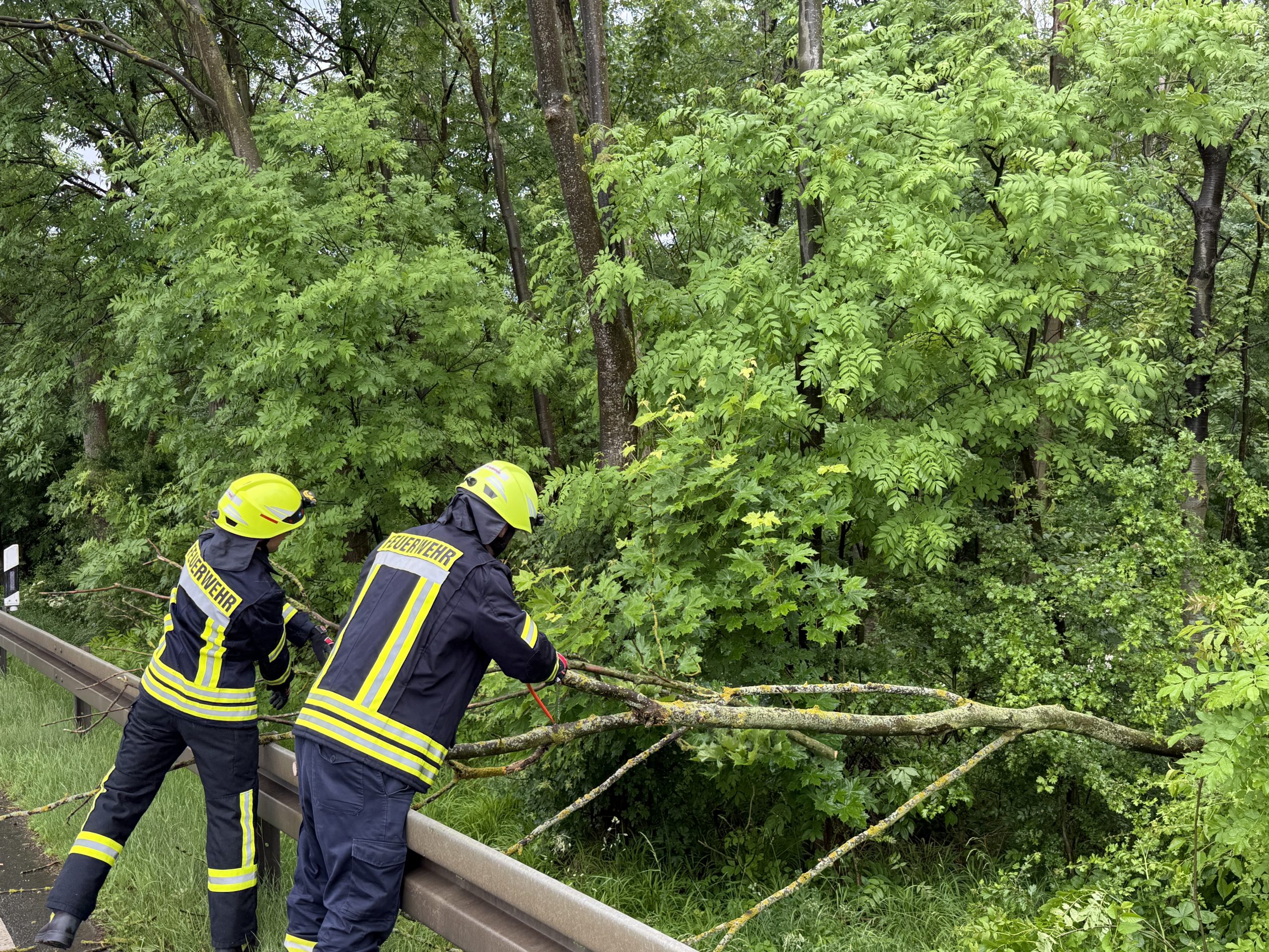 Baum ragt in Fahrbahn